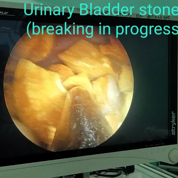 Dr Mandeep Dhanda