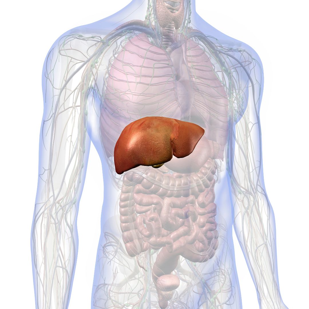 How Long Does Gallbladder Surgery Last