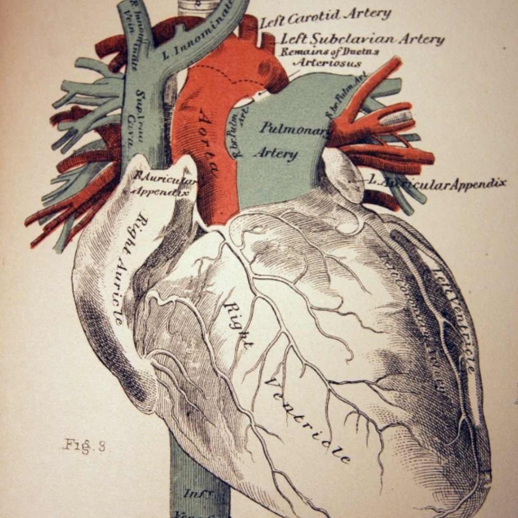 Leaky Heart Valve