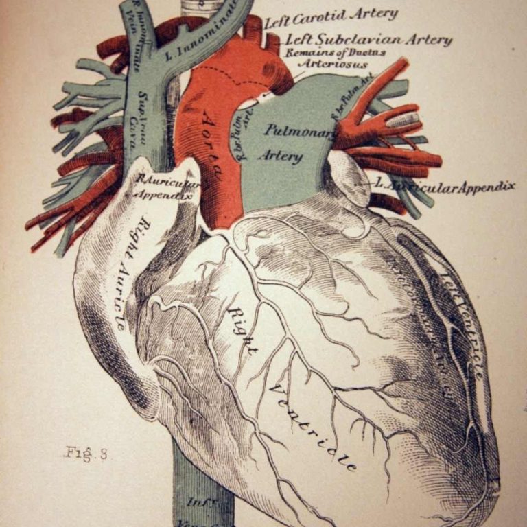 how-to-fix-a-leaky-heart-valve-without-surgery-healthfinder